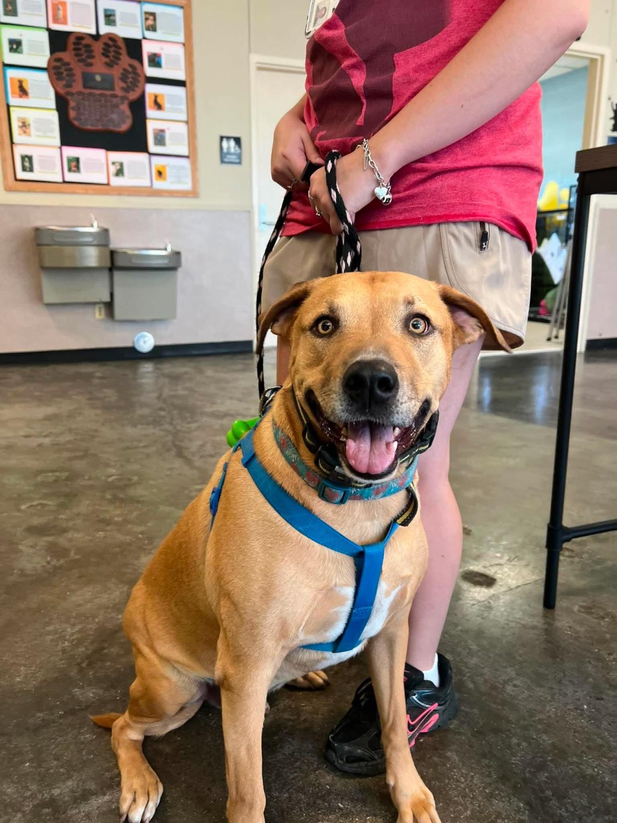 Tommy- In Foster