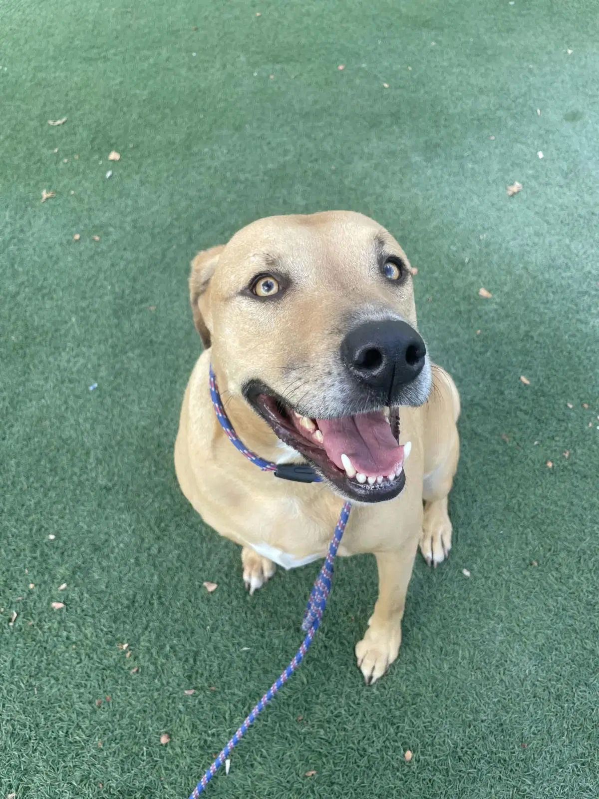 Tommy- In Foster - Shepherd