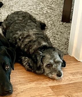 Sparkles - In Foster