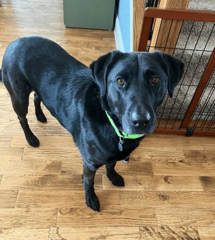 Henley - In Foster - Mountain Dog