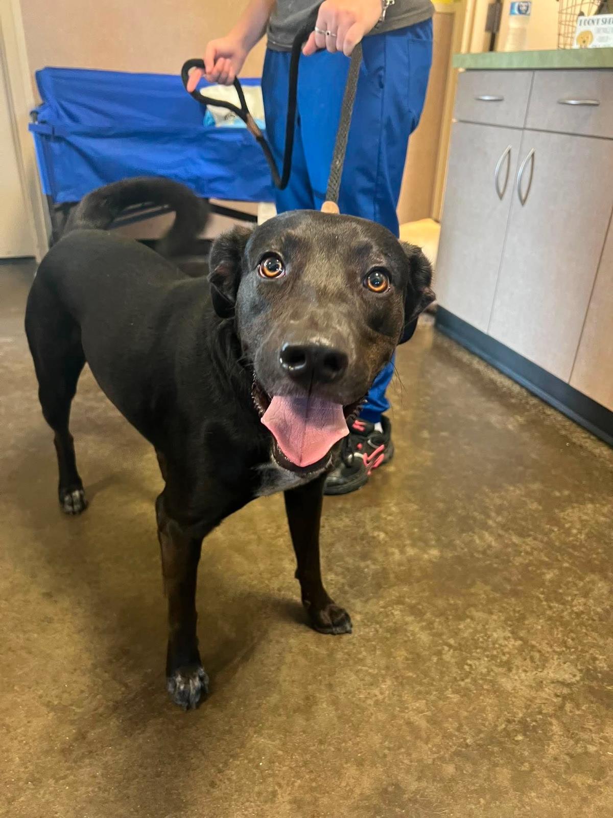 Found Stray Duke