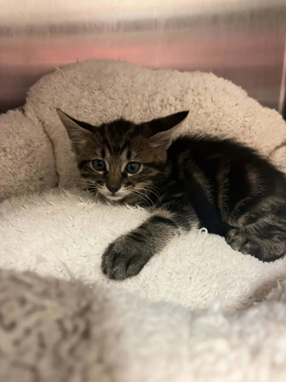 Arlo - Domestic Short Hair