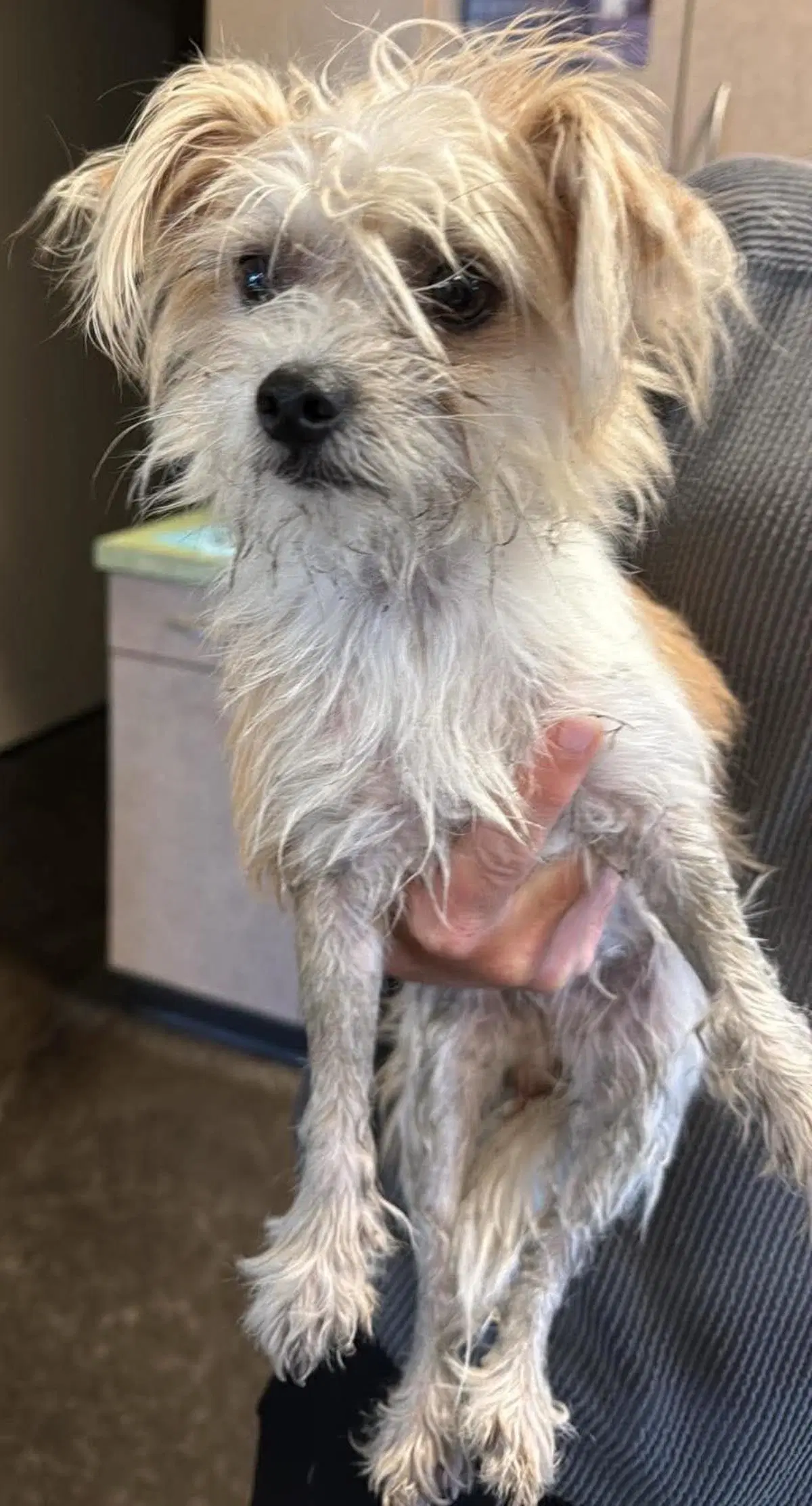 Found Stray Alice - Yorkshire Terrier Yorkie