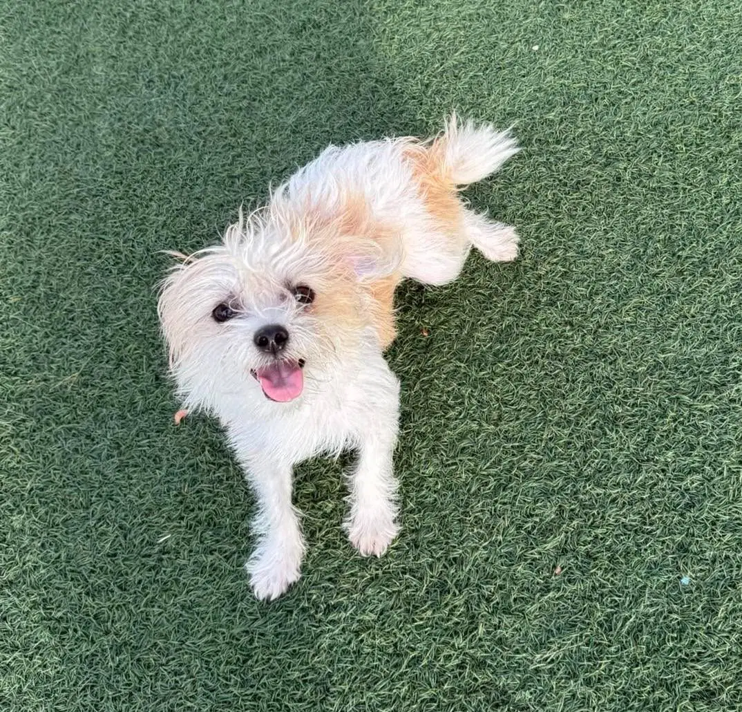 Found Stray Alice - Yorkshire Terrier Yorkie