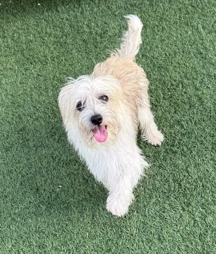 Found Stray Alex - Yorkshire Terrier Yorkie