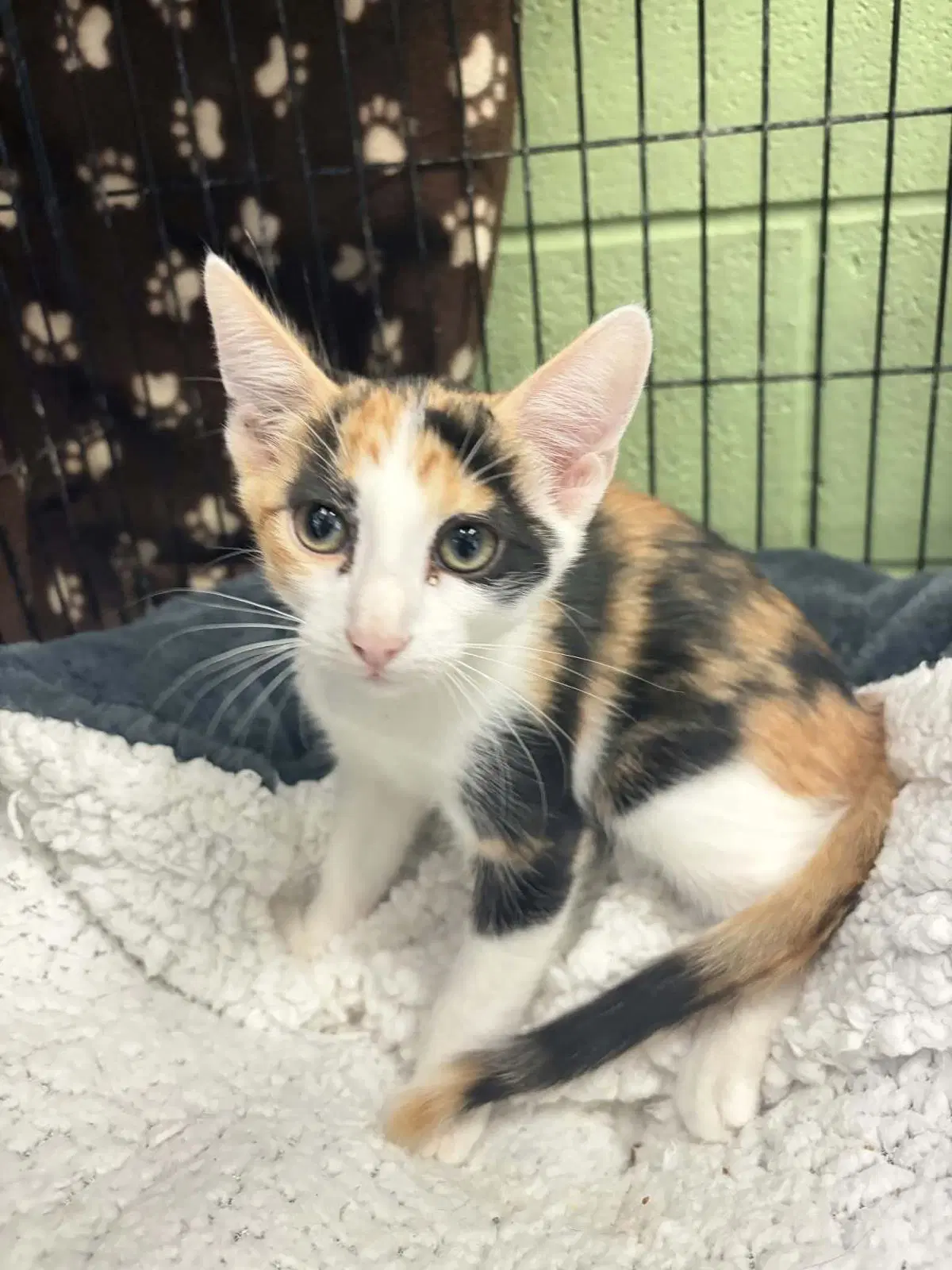 Emery - Domestic Medium Hair
