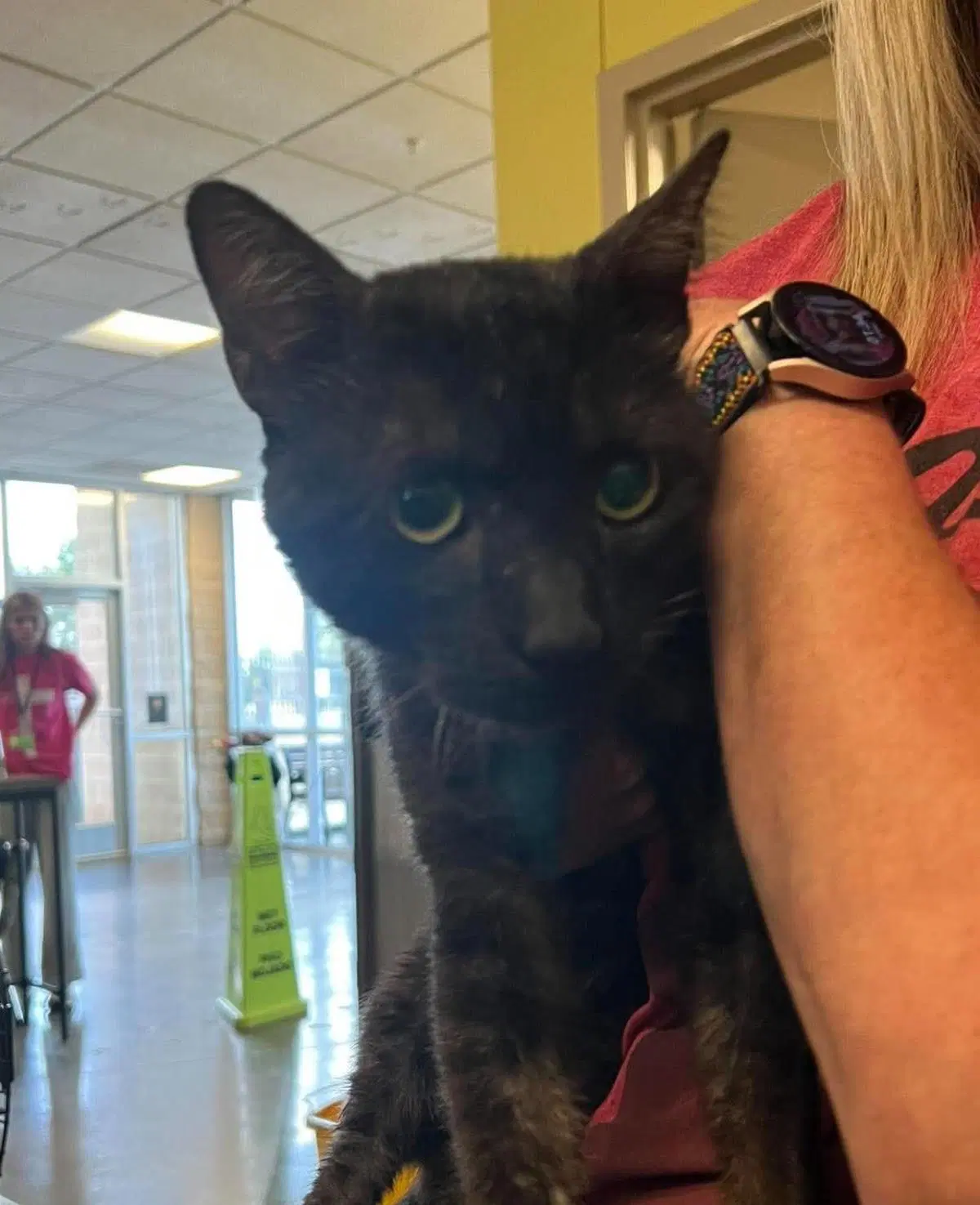 Carl - Domestic Short Hair