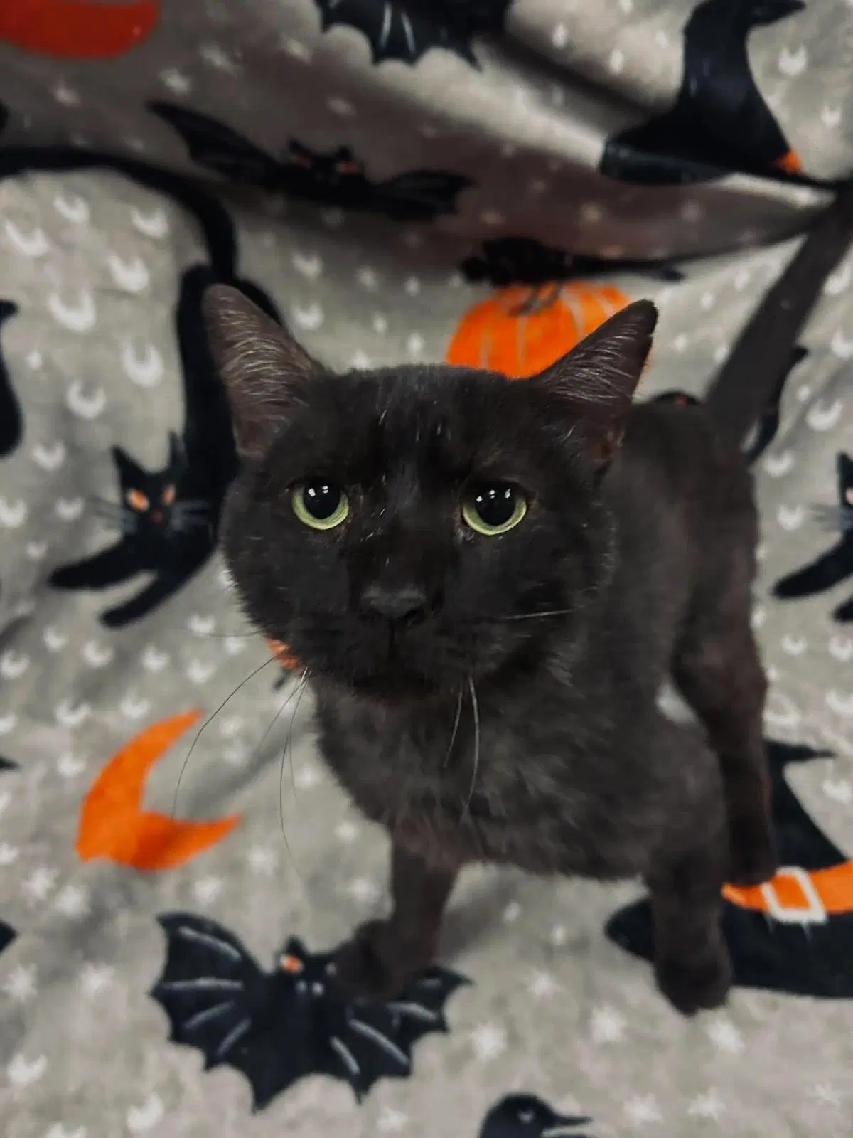 Carl - Domestic Short Hair