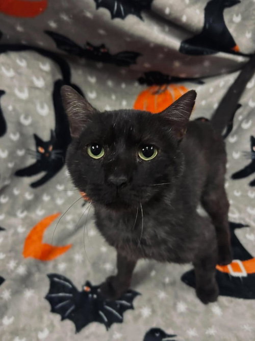 Carl, a cat for adoption from Rockwall Animal Adoption Center