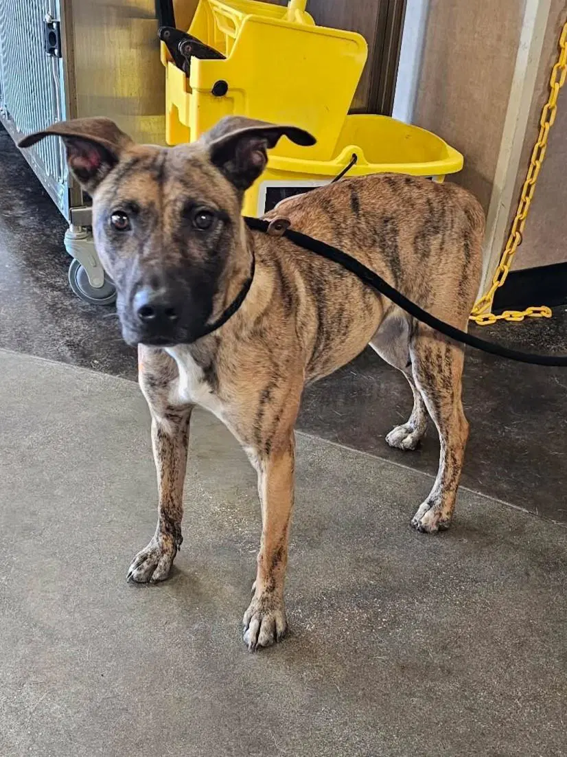 Found Stray Daisy - Plott Hound