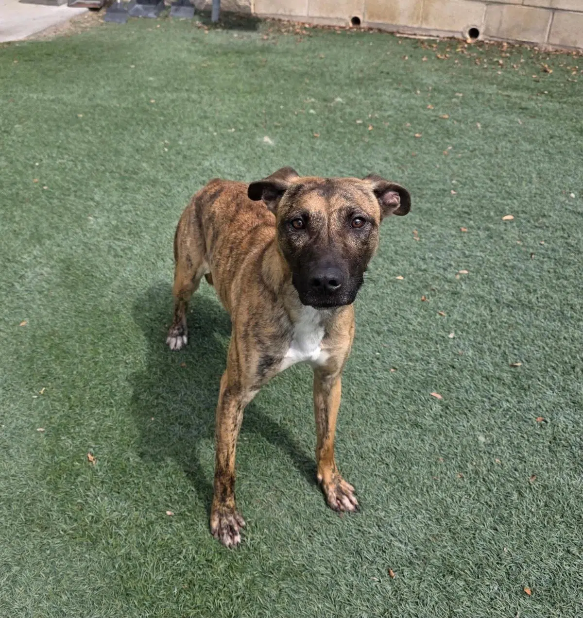 Found Stray Daisy - Plott Hound
