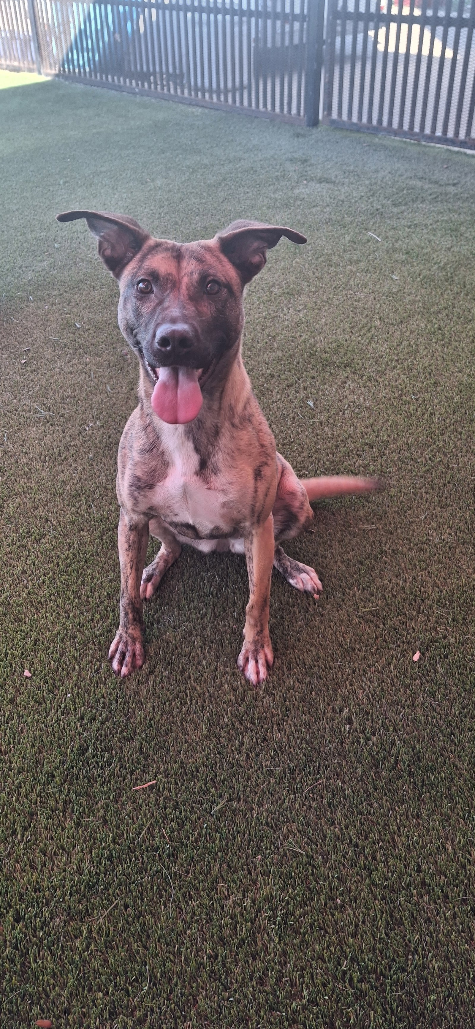 Daisy, photo 5