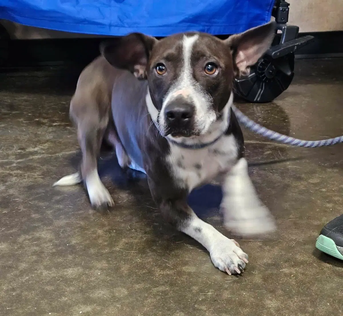 Found Stray Cooper - Pit Bull Terrier