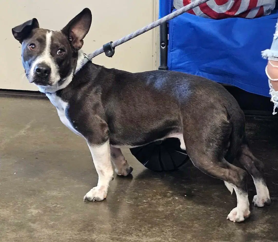 Found Stray Cooper image 2