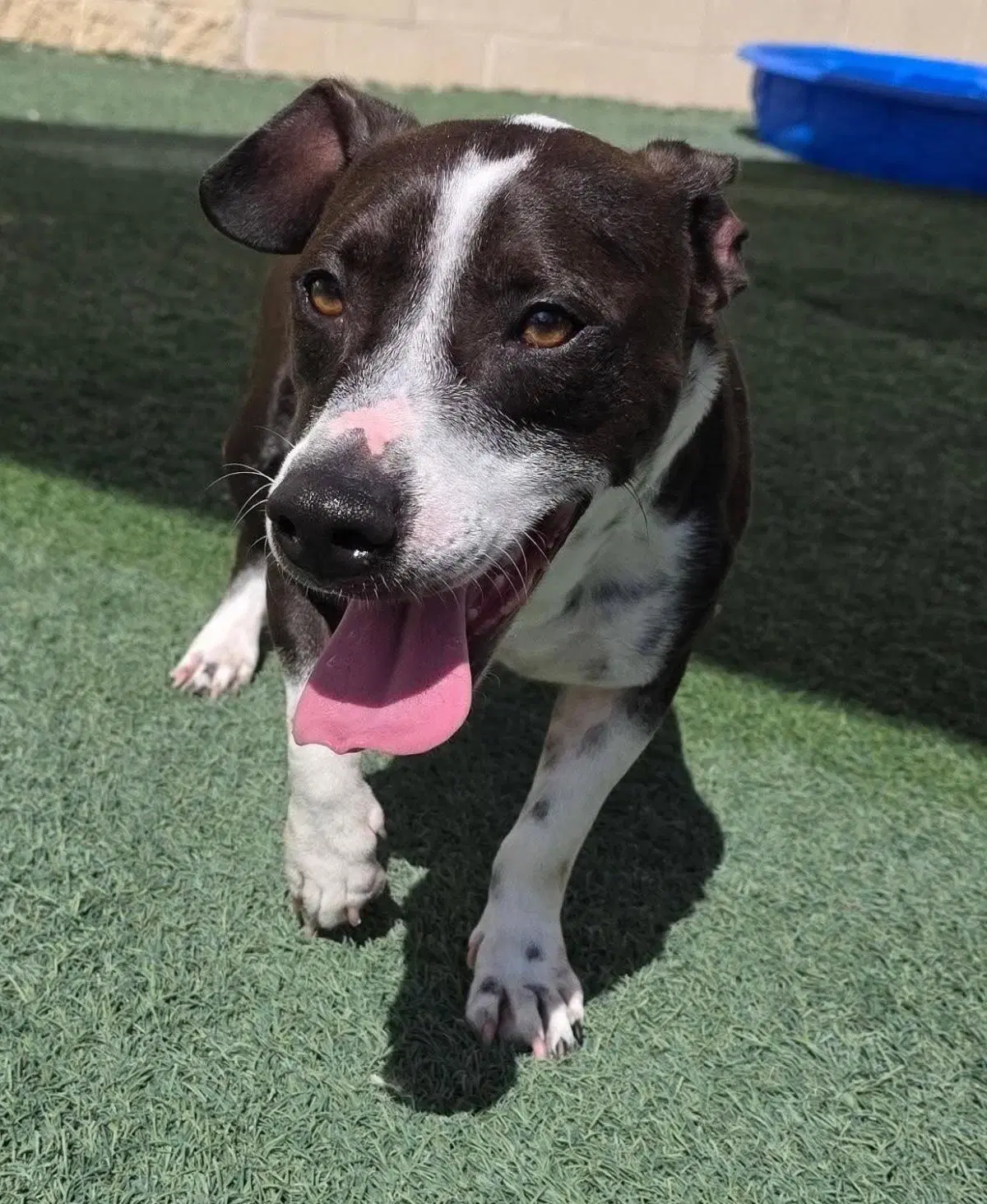 Found Stray Cooper - Pit Bull Terrier
