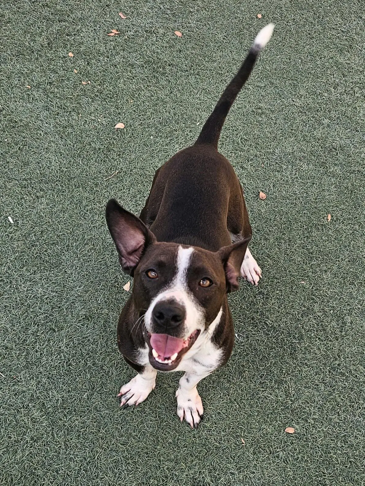 Found Stray Cooper - Pit Bull Terrier