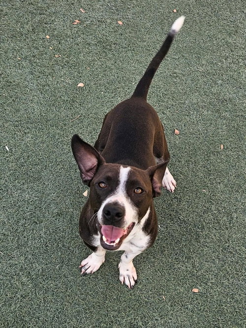 Cooper, a dog for adoption from Rockwall Animal Adoption Center