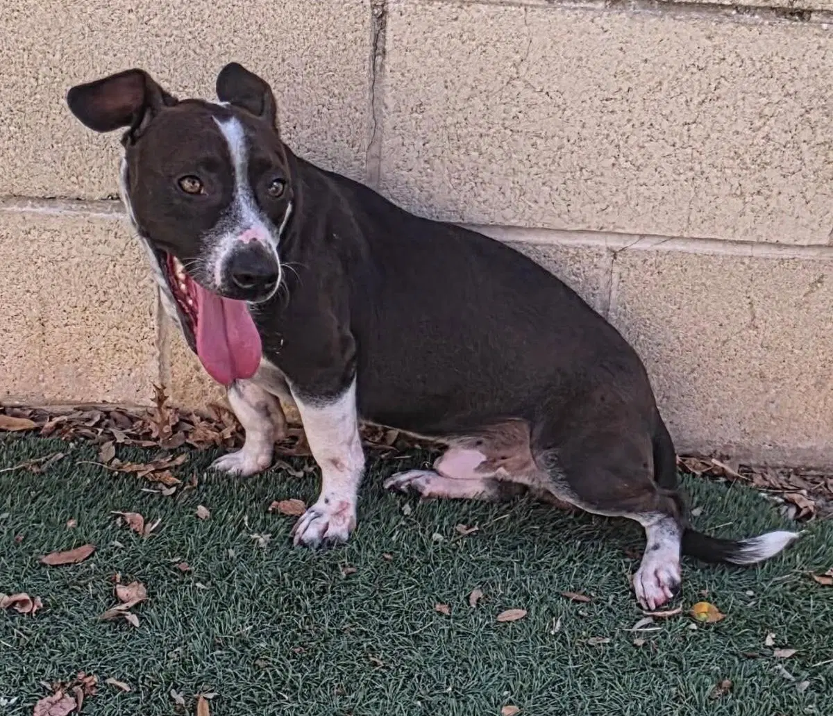 Found Stray Cooper image 4