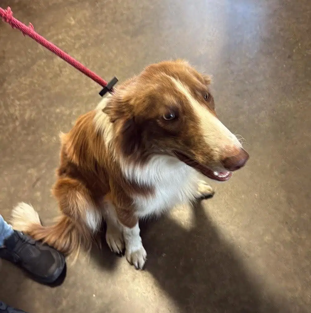 Found Stray Roger - Shetland Sheepdog Sheltie