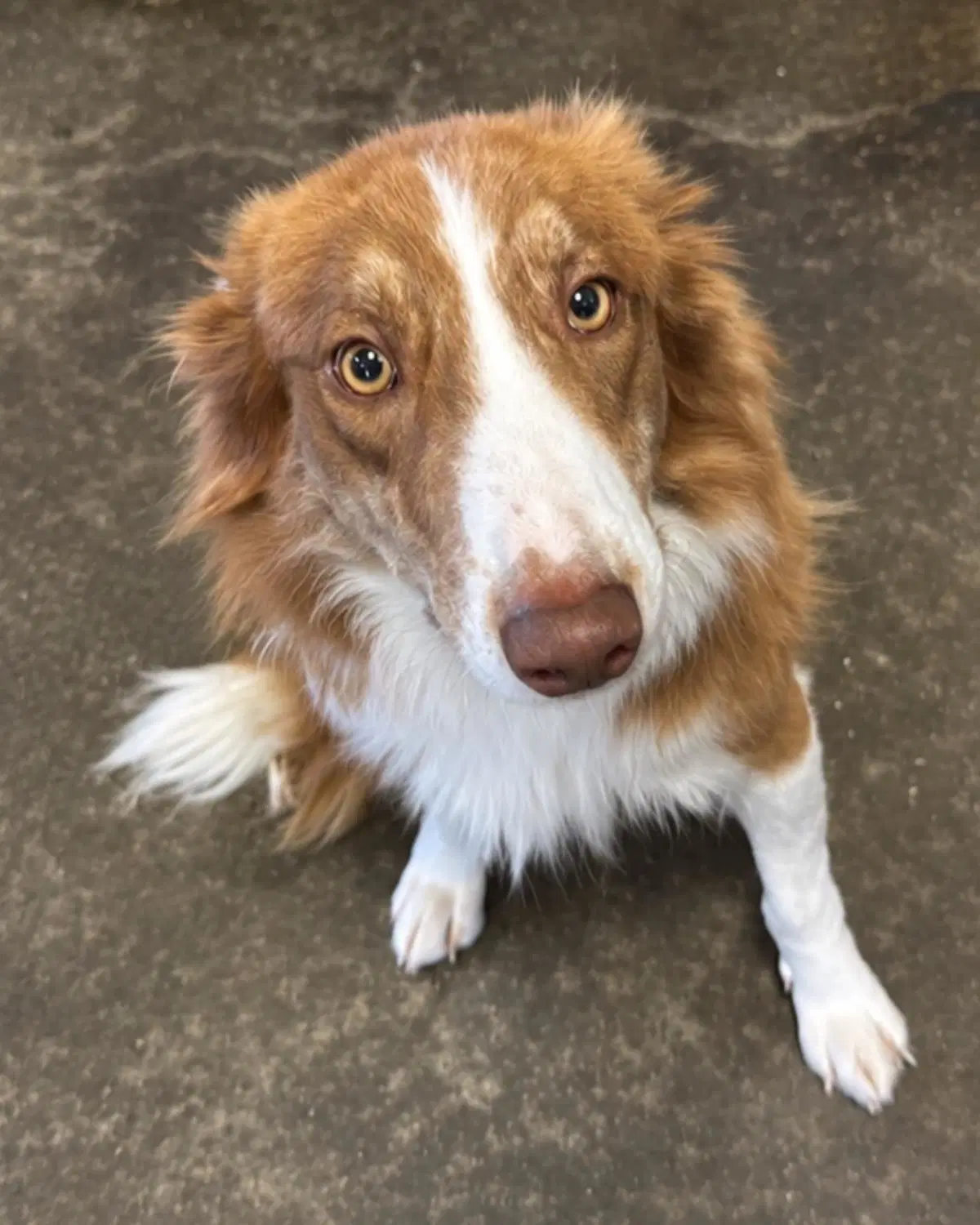 Found Stray Roger - Shetland Sheepdog Sheltie