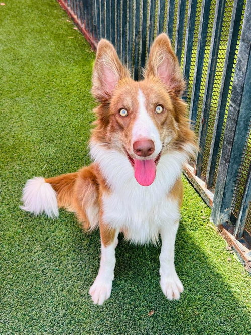 Roger, a dog for adoption from Rockwall Animal Adoption Center