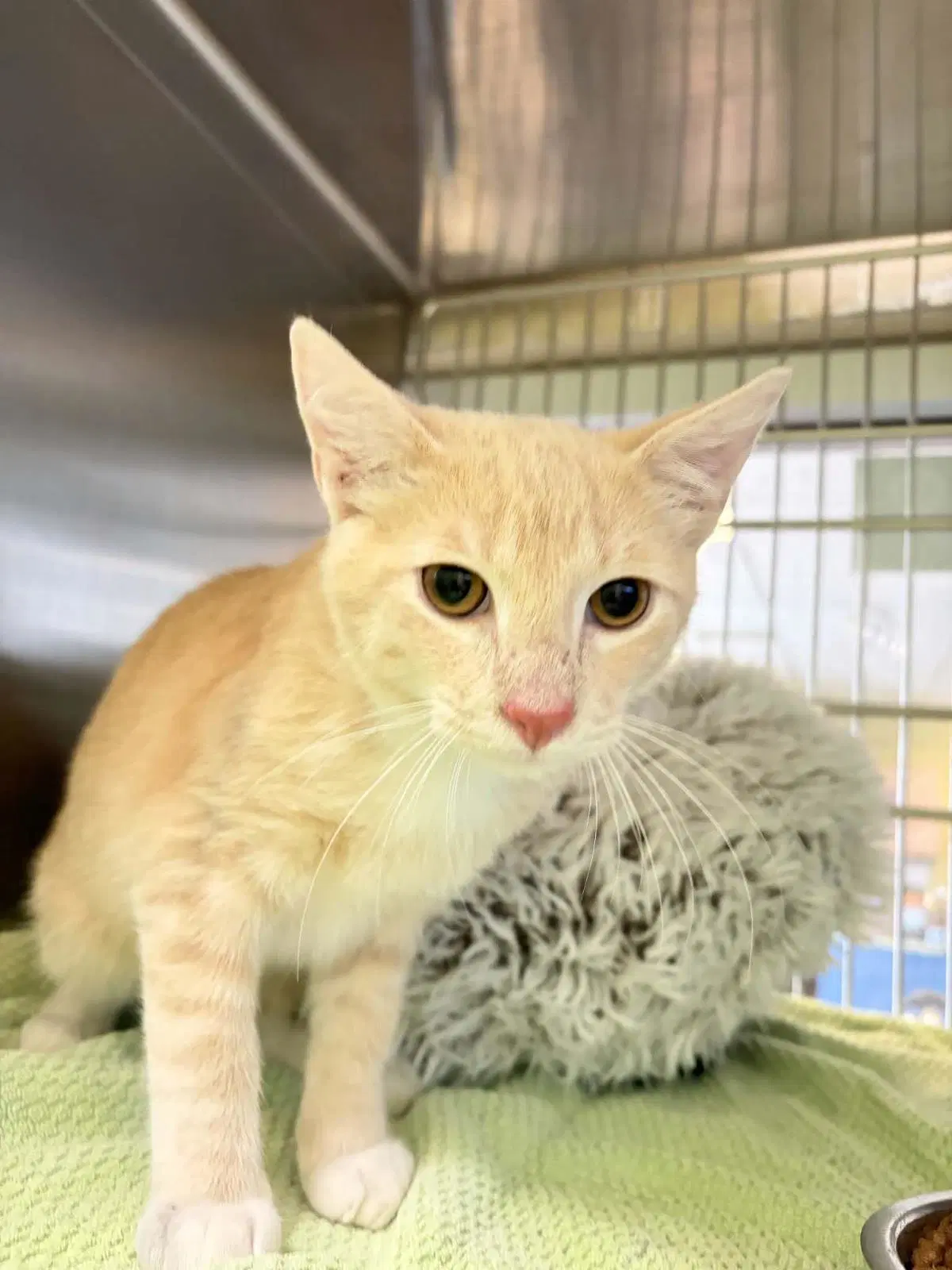 Waffles - Domestic Short Hair
