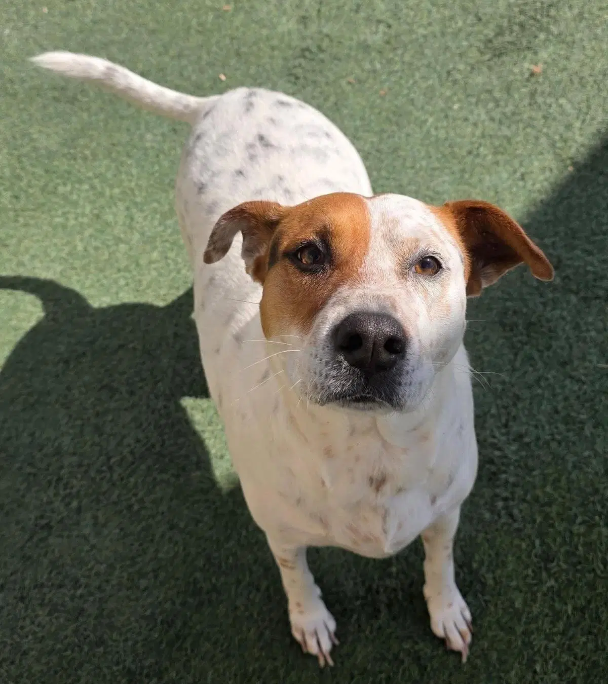 Amanda - Australian Cattle Dog/Blue Heeler
