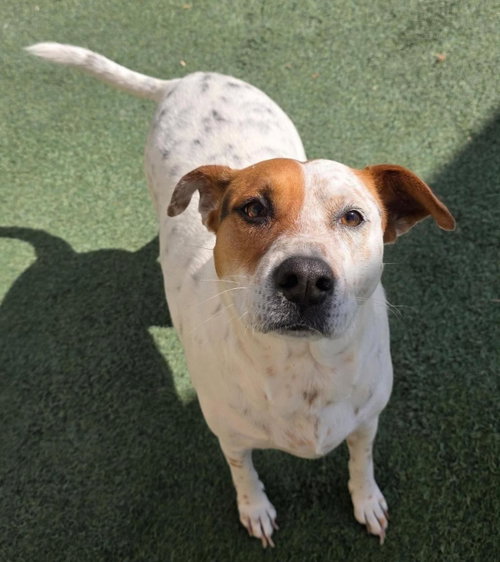 Amanda, a dog for adoption from Rockwall Animal Adoption Center