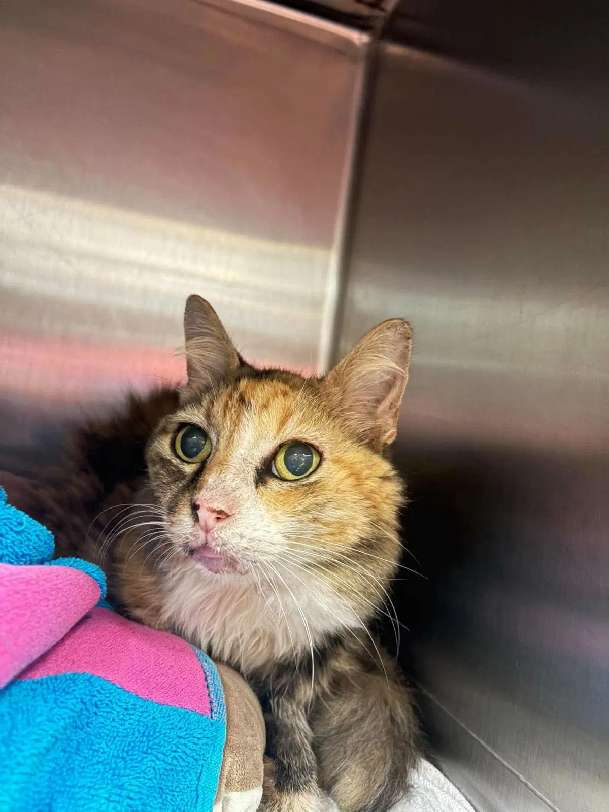 Amelia - Domestic Medium Hair