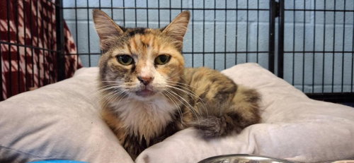 Amelia, Domestic Medium Hair / Mixed