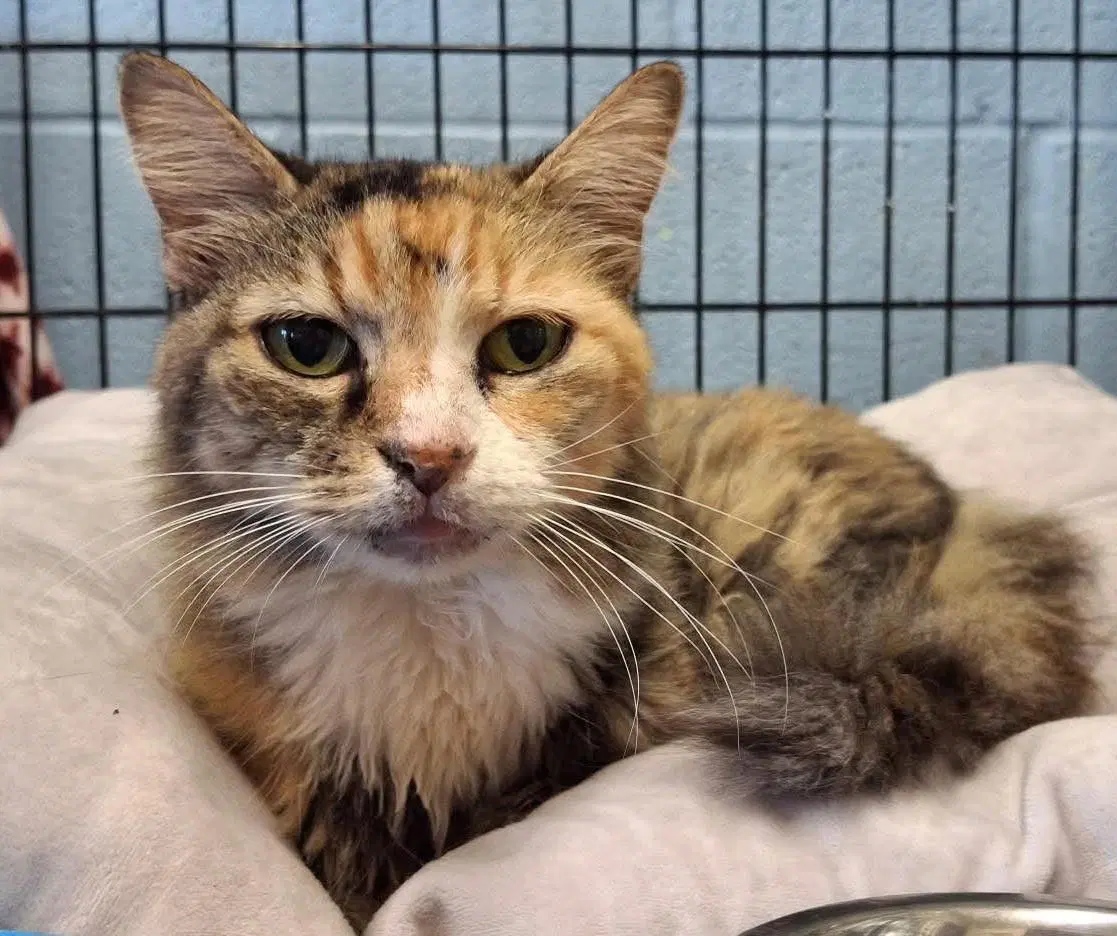 Amelia - Domestic Medium Hair