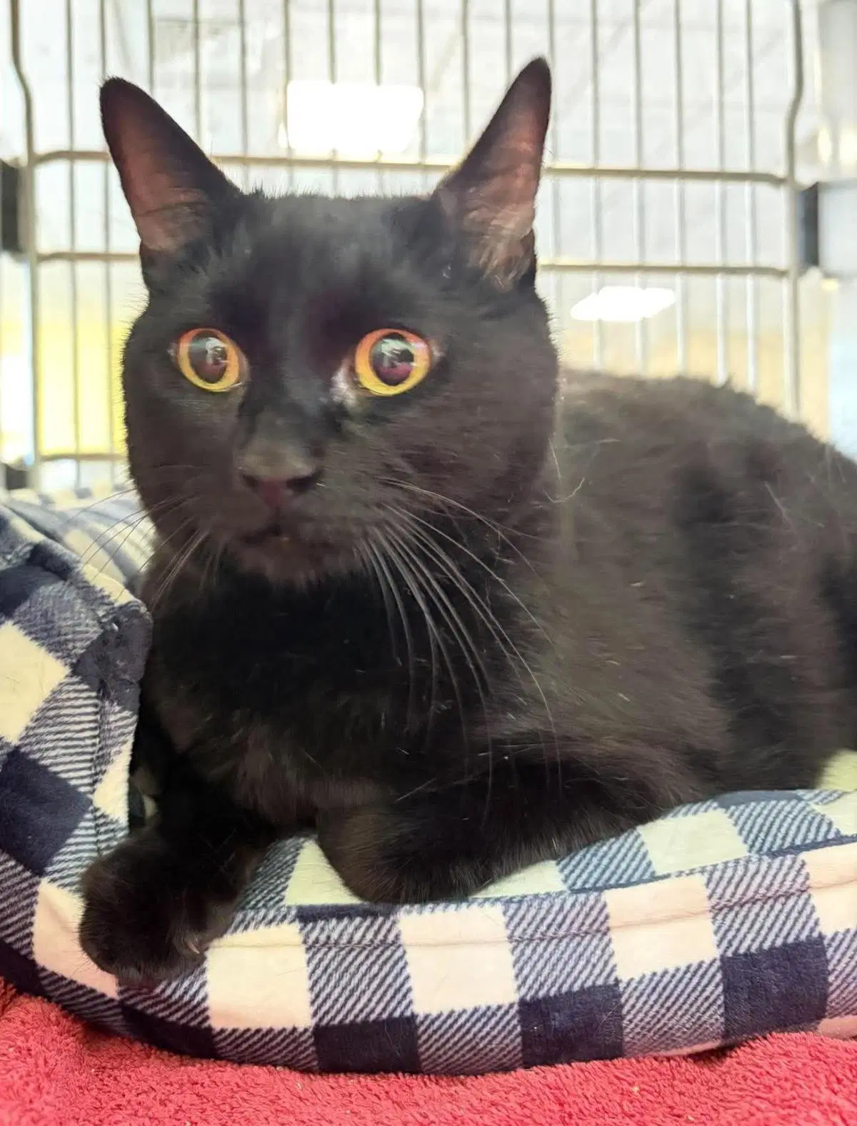 Lilly - Domestic Short Hair