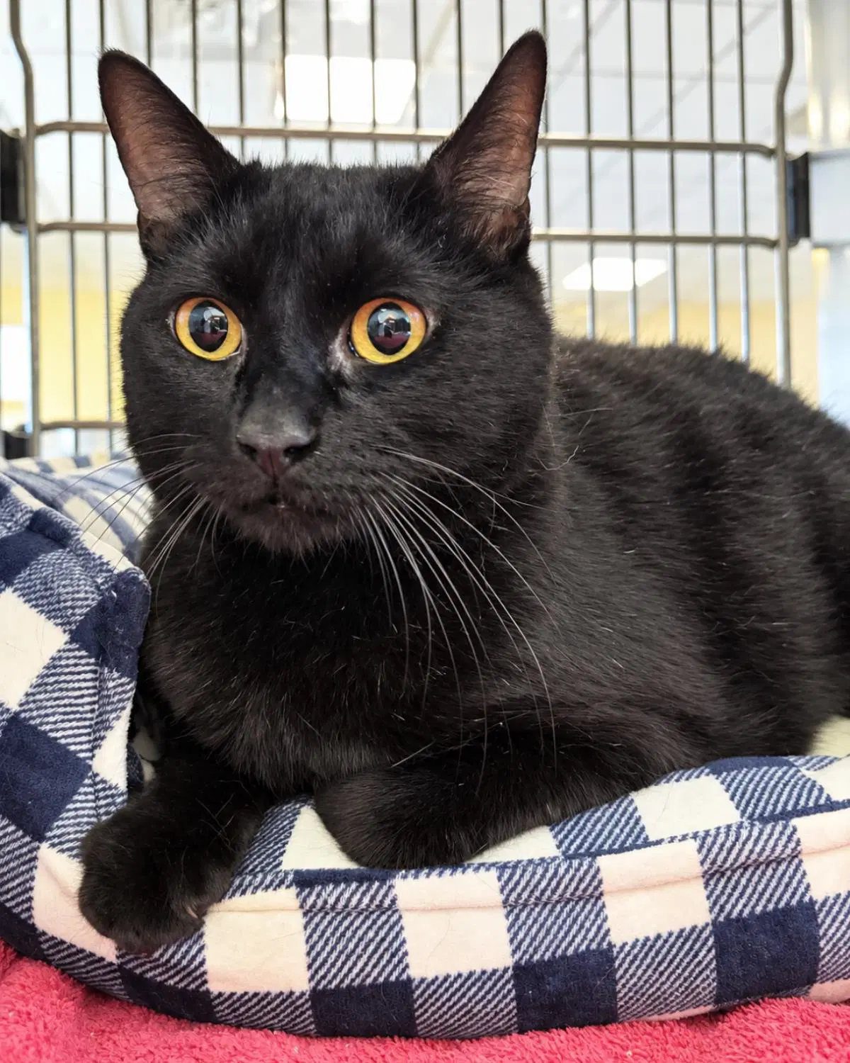 Lilly - Domestic Short Hair
