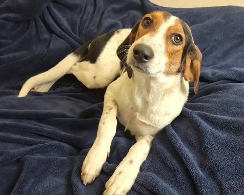 Zoe, a dog for adoption from Rockwall Animal Adoption Center