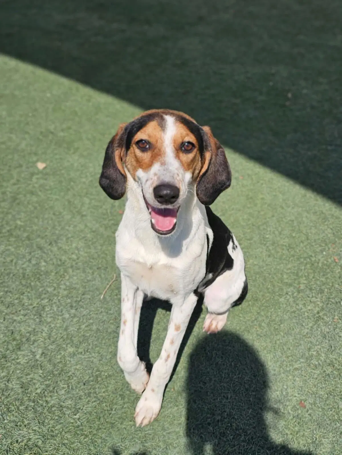 Found Stray Zoe - Hound
