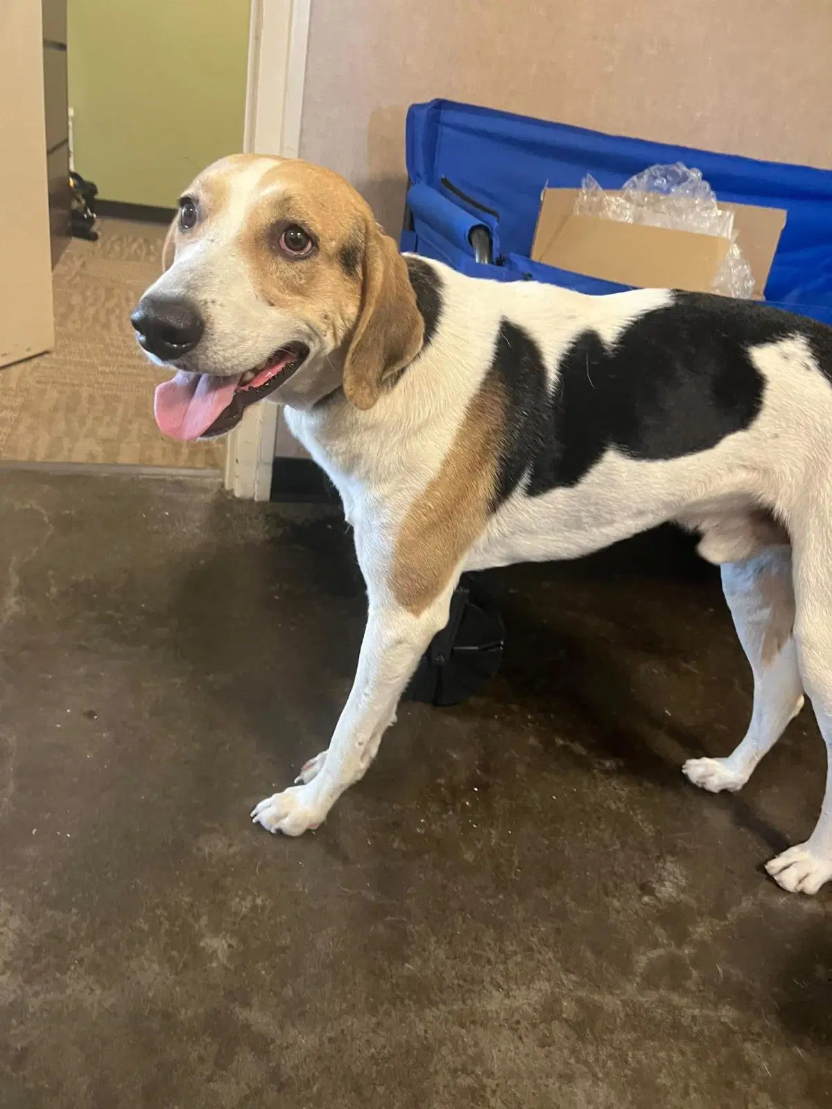 Found Stray Lenny - Hound