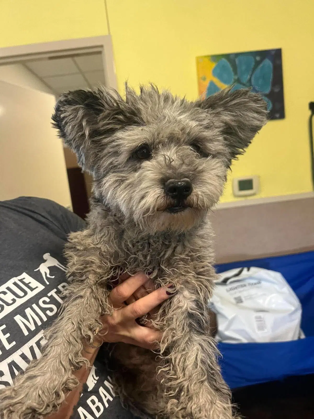 Found Stray Jj - Poodle (Miniature)