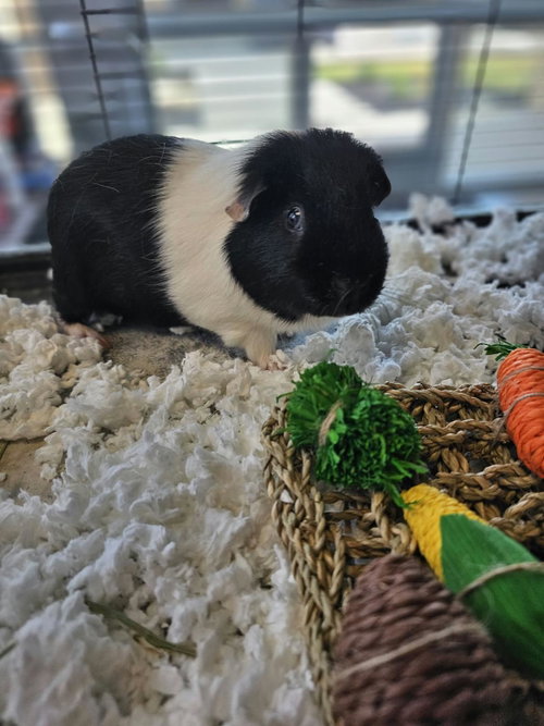 Ozzy, a guinea pig for adoption from Rockwall Animal Adoption Center