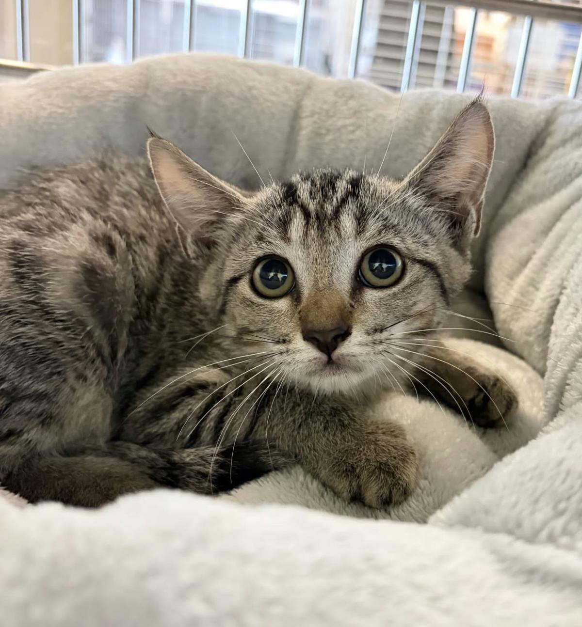 Mummy, Domestic Short Hair