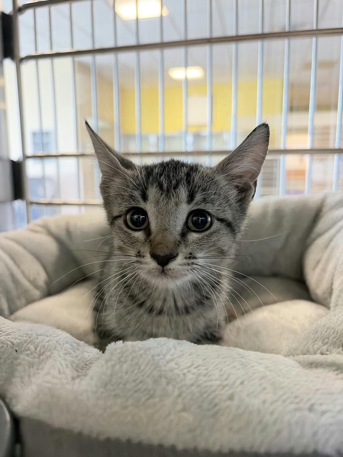 Ghost, Domestic Short Hair