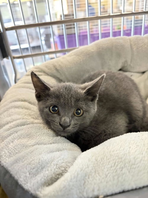 Smoke, a cat for adoption from Rockwall Animal Adoption Center