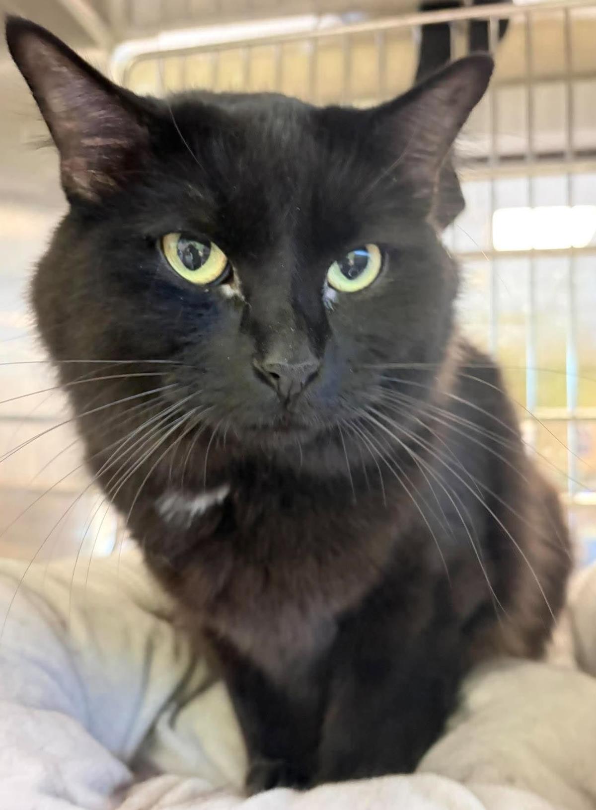 Sunshine, Domestic Medium Hair