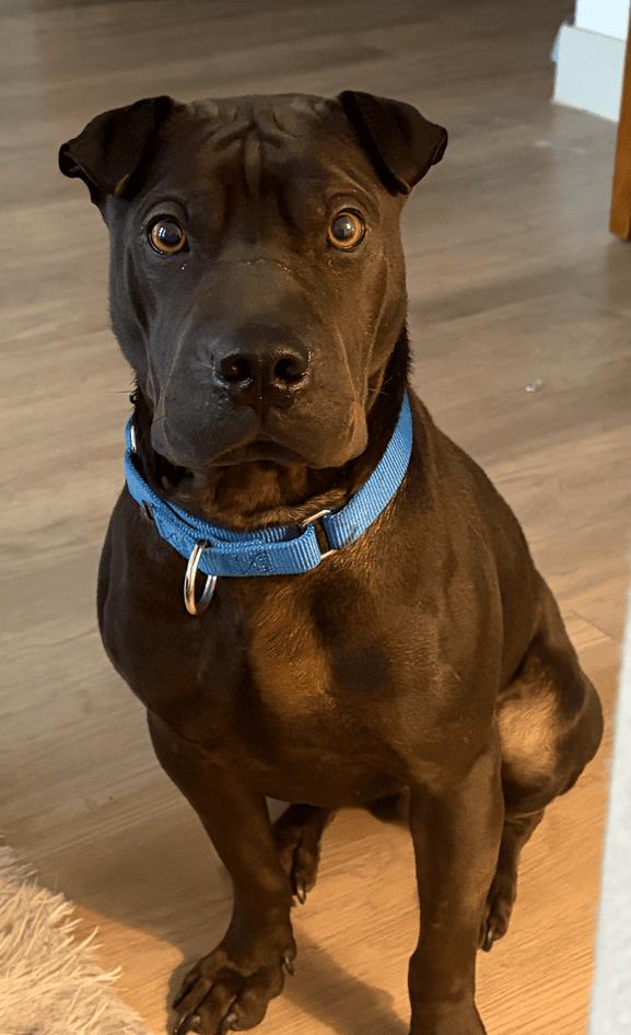 Moose