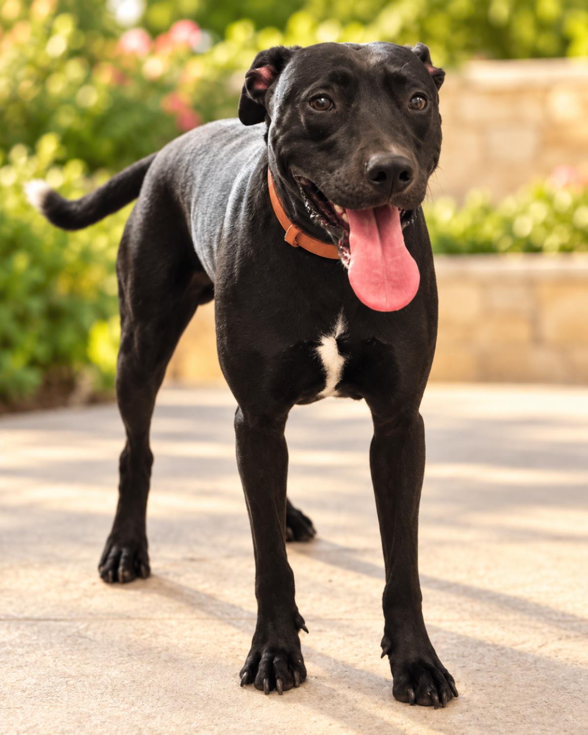 Max- In Foster, Labrador Retriever