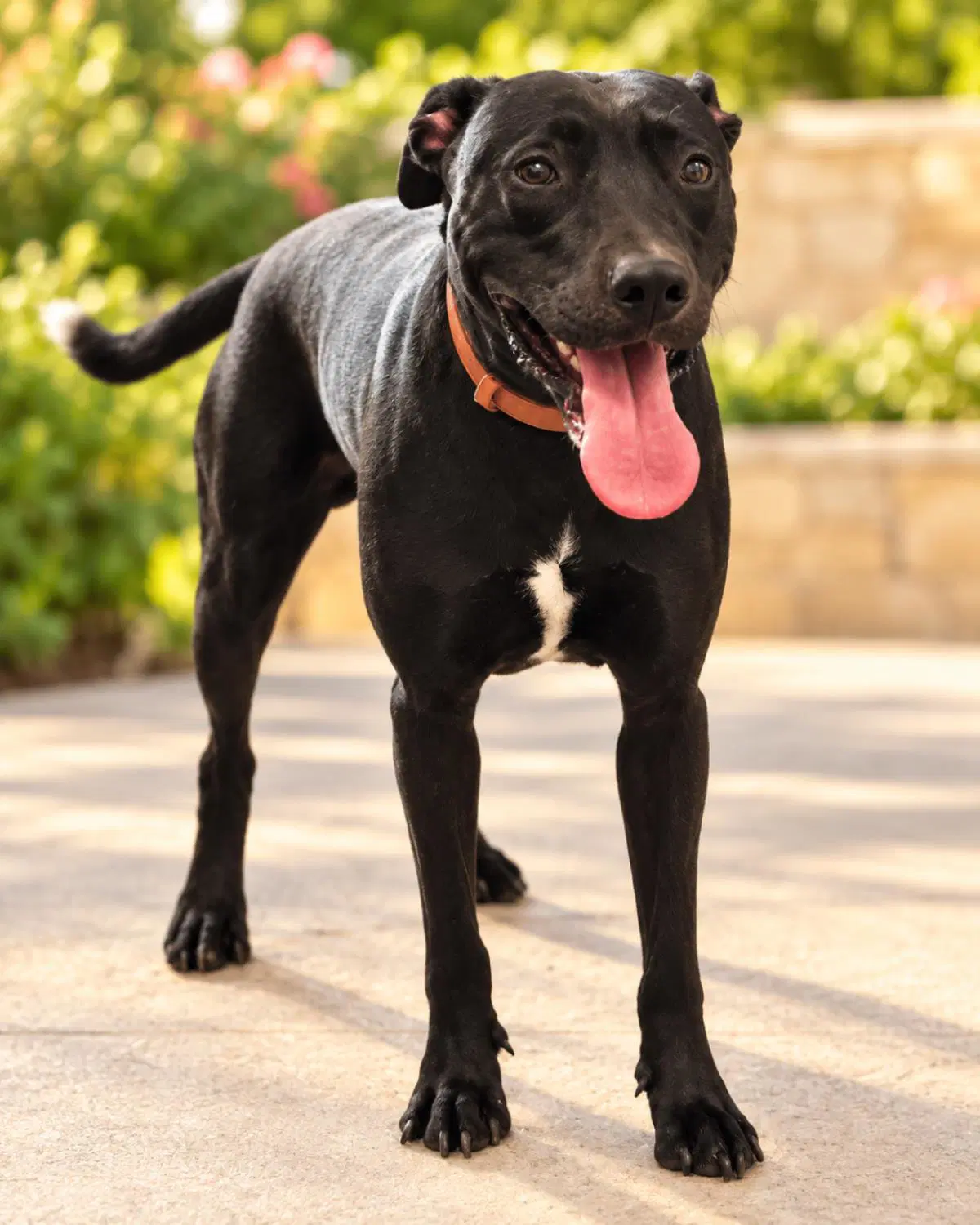 Max- In Foster - Labrador Retriever