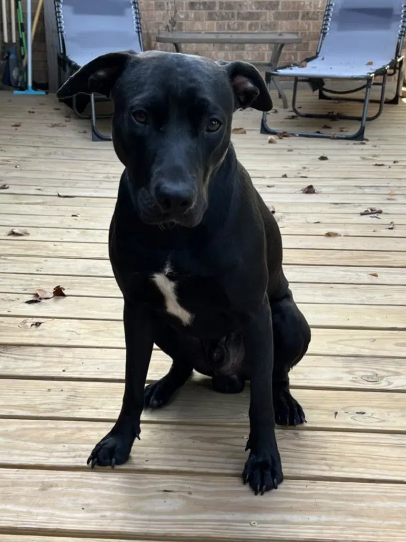 Max- In Foster image 2