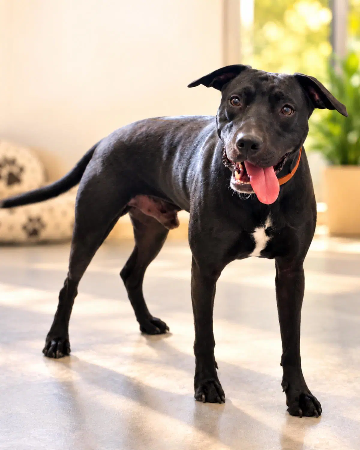 Max- In Foster image 3