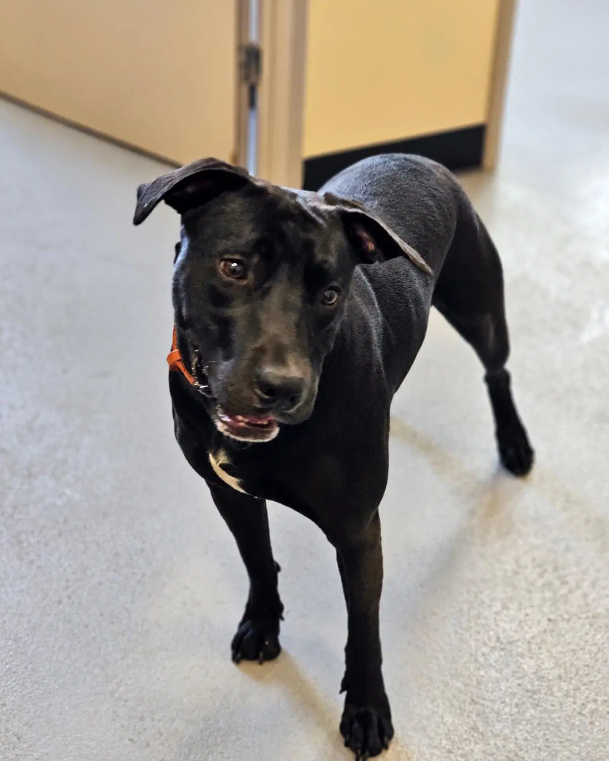 Max- In Foster image 4