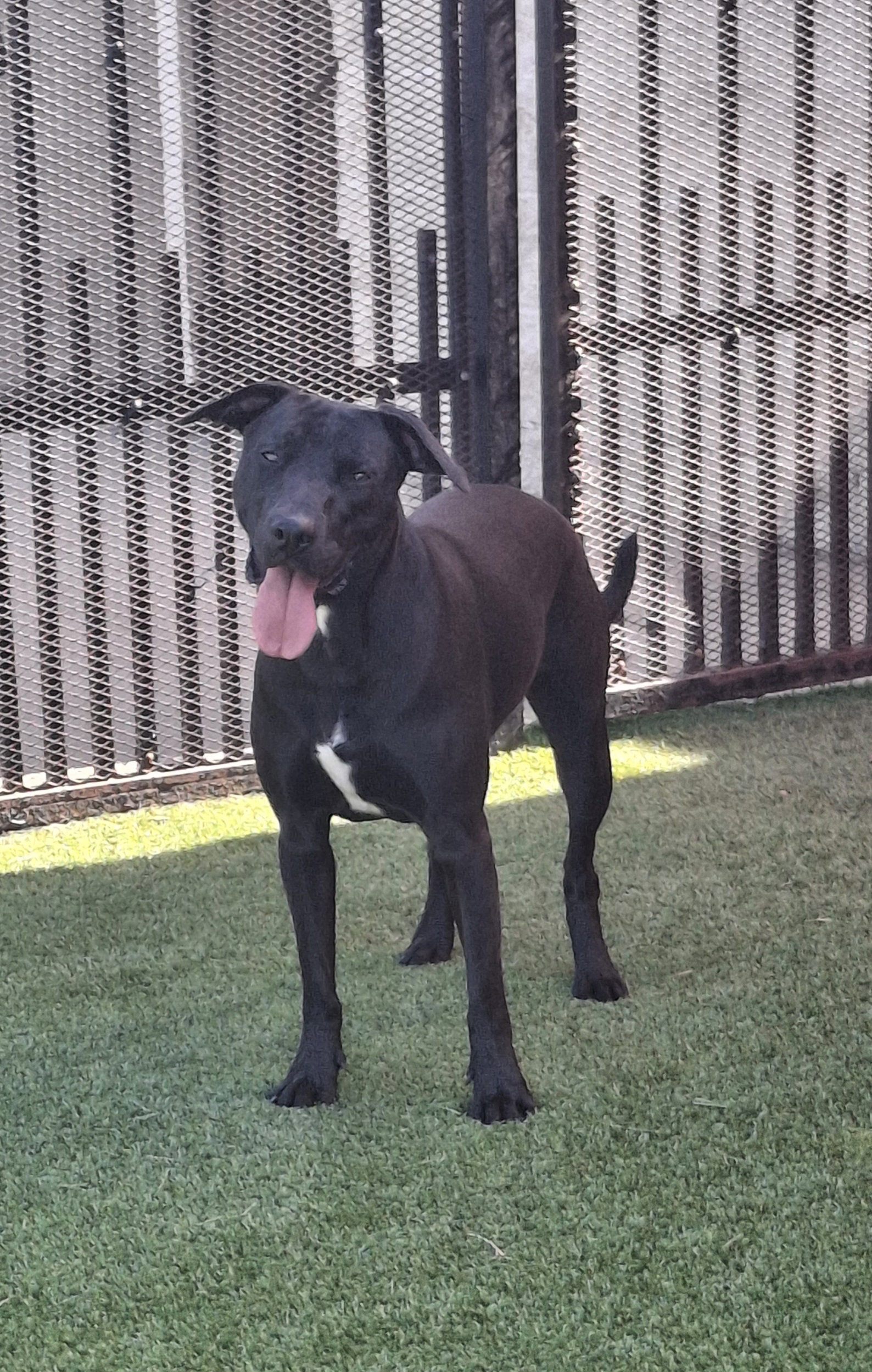 Max, photo 5