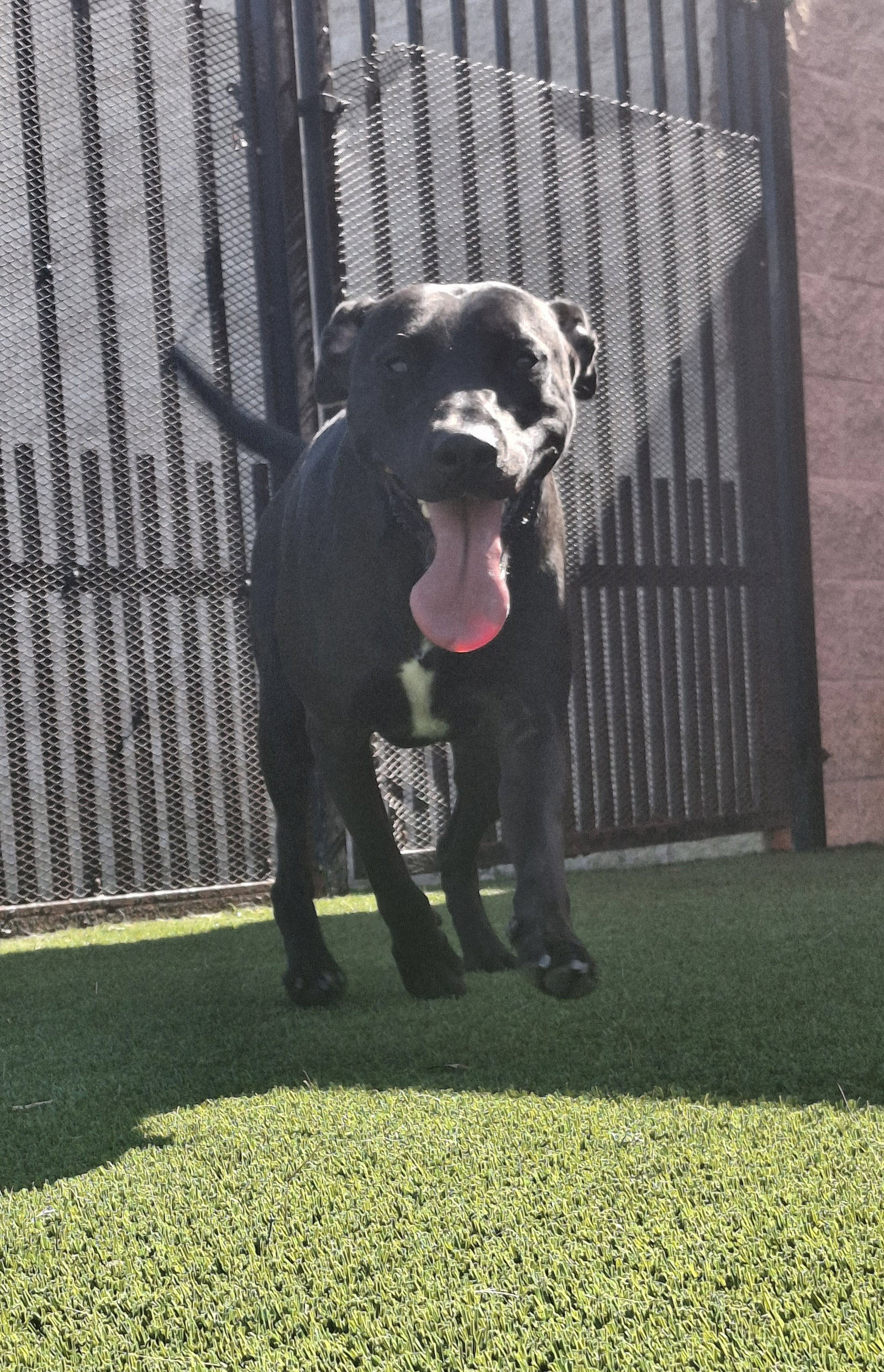 Max, photo 6
